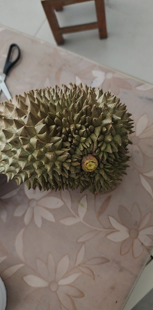 [熊猫鸟]泰国金枕榴莲 进口榴莲 1个装 5-6斤 软糯香甜 新鲜水果晒单图