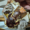 [活蟹]苏州精品大闸蟹全母2.3两-2.6两 8只螃蟹礼盒 去绳足重精品活蟹河蟹鲜活苏州直发晒单图