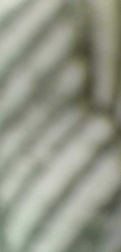 纽曼思(原名纽曼斯)新西兰进口藻油DHA30粒*1瓶(合计30粒)晒单图