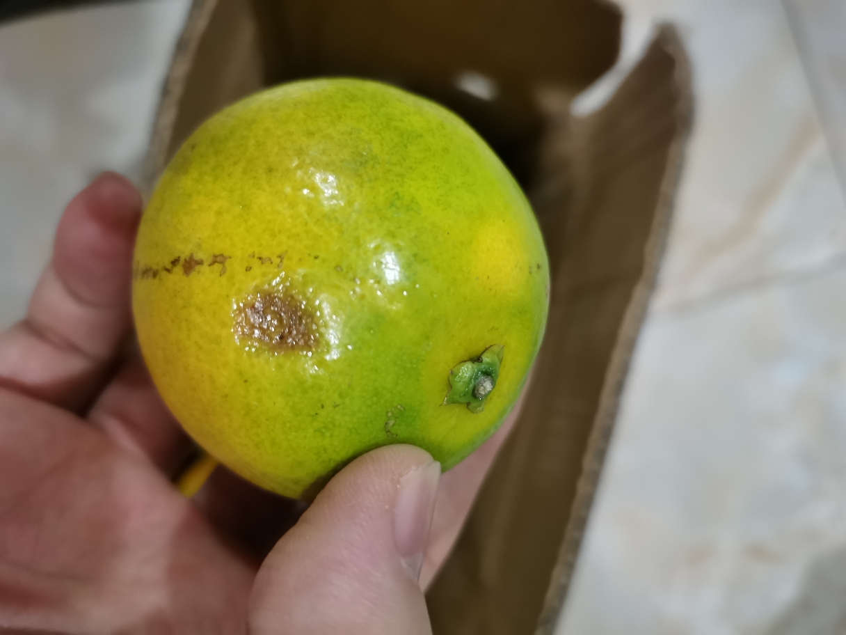 [西沛生鲜]正宗云南青皮冰糖橙 净重5斤 大果 单果70mm左右 新鲜应季水果现摘皮薄多汁清甜晒单图