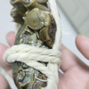 [活蟹]苏州精品大闸蟹全母2.3两-2.6两 8只螃蟹礼盒 去绳足重精品活蟹河蟹鲜活苏州直发晒单图