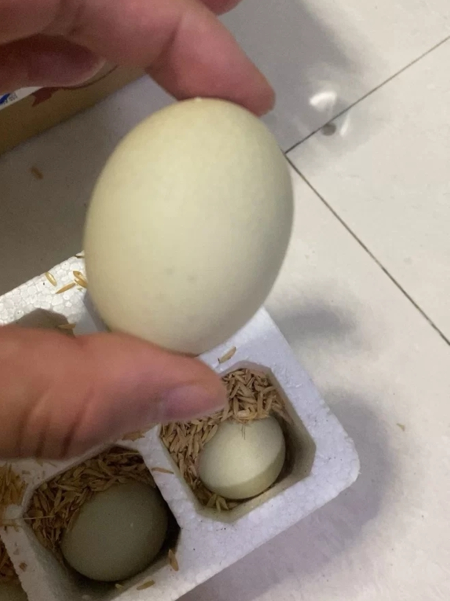 [熊猫鸟]新鲜虫草乌鸡蛋 30枚装 农家散养新鲜正宗草鸡蛋笨柴鸡蛋孕妇月子蛋整箱晒单图