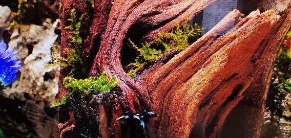 三星/Samsung 65QN79F Mini LED量子点 144Hz 一级能效 4K高清 智能AI 游戏电视晒单图