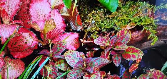 三星/Samsung 75QN79F 75英寸 Mini LED量子点 144Hz 一级能效 智能AI 游戏电视晒单图