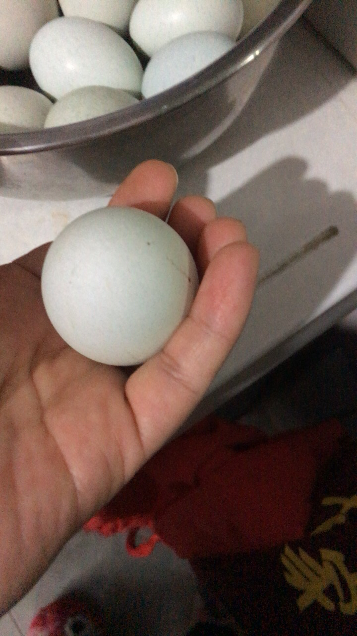 [熊猫鸟]新鲜虫草乌鸡蛋 10枚装 农家散养新鲜正宗草鸡蛋笨柴鸡蛋孕妇月子蛋整箱晒单图