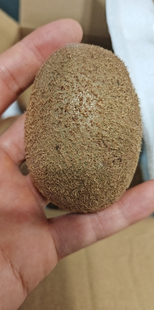 [熊猫鸟]陕西徐香绿心猕猴桃 当季新鲜水果 净重4.5斤 中果 单果70-80g 新鲜水果晒单图