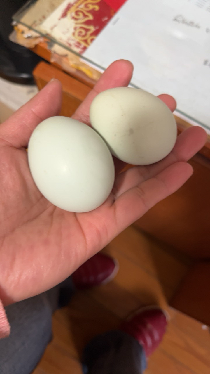 [熊猫鸟]新鲜虫草乌鸡蛋 10枚装 农家散养新鲜正宗草鸡蛋笨柴鸡蛋孕妇月子蛋整箱晒单图