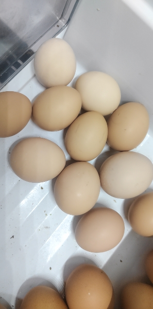 [西沛生鲜]新鲜谷物蛋 10枚装 农家散养新鲜正宗草鸡蛋笨柴鸡蛋孕妇月子蛋整箱晒单图