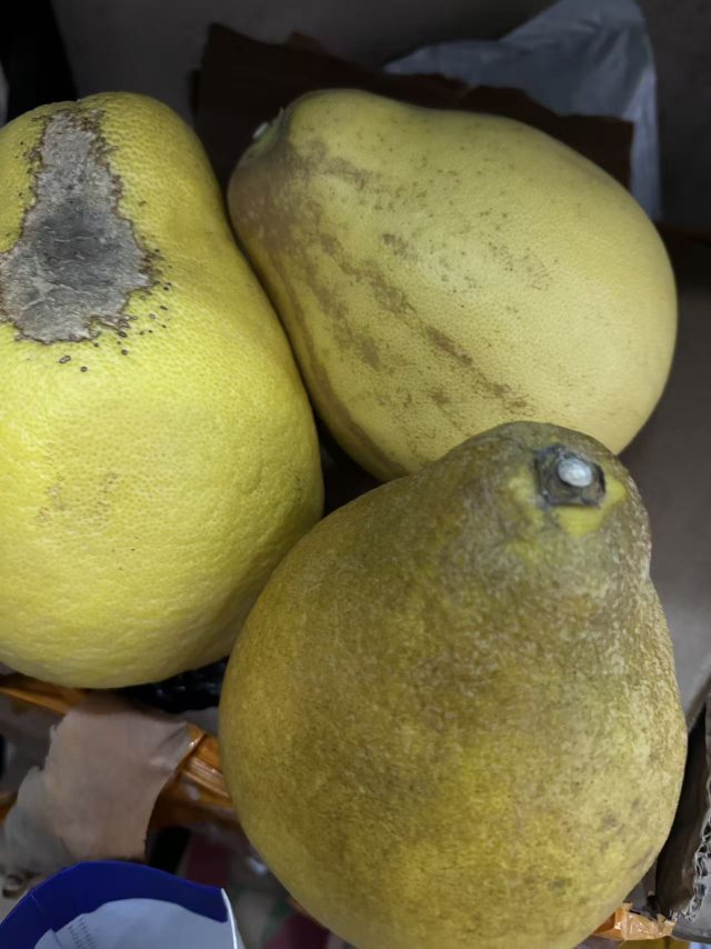 [苏鲜生]新鲜梅州沙田柚子 大果 净重11.7斤 5-7个 新鲜柚子水果 蜜柚晒单图