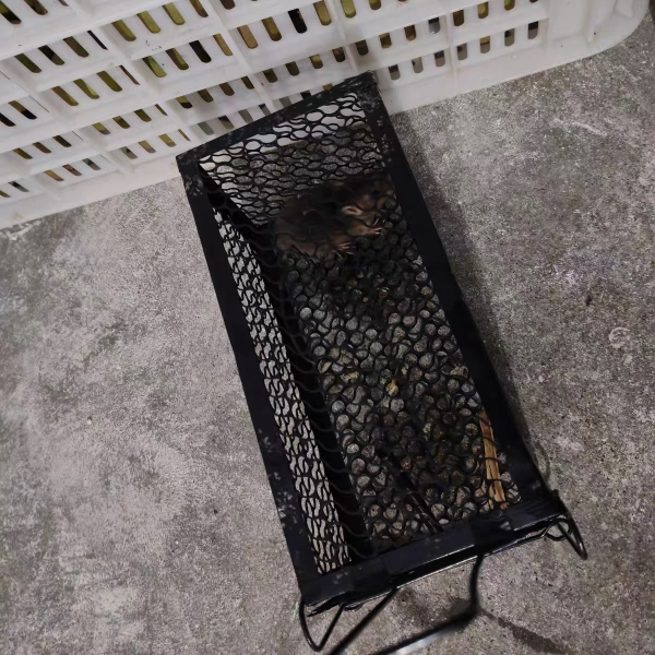 郁强 捕鼠器捕鼠笼 金属/个晒单图