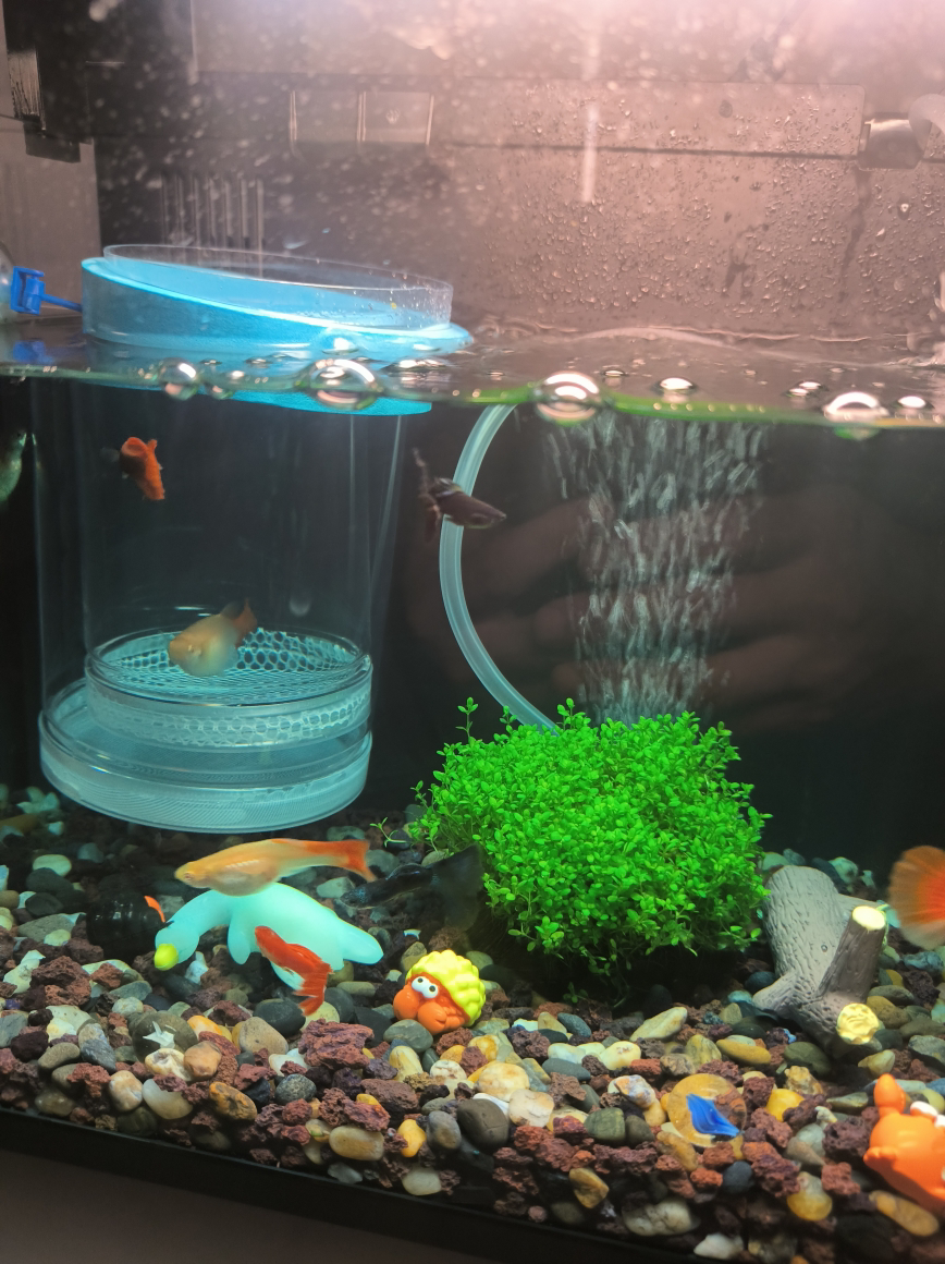 [熊猫鸟]新鲜谷物蛋 20枚装 农家散养新鲜正宗草鸡蛋笨柴鸡蛋孕妇月子蛋整箱晒单图