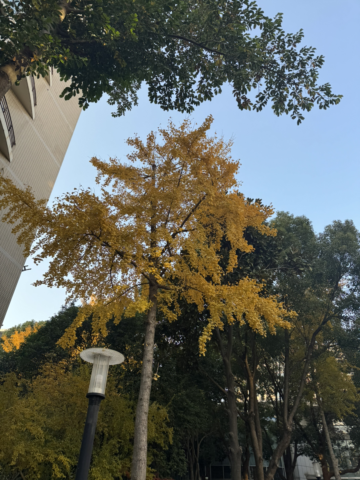 妮维雅NIVEA精华芦荟味护唇膏4.8g(进口 深层滋润 温和呵护)晒单图