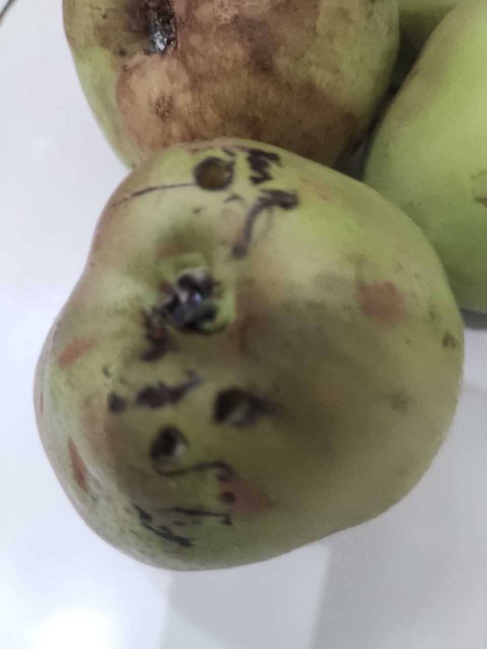 [西沛生鲜]精品玉露香梨 新鲜水果 松脆多汁 净重4.7斤 单果250g以上晒单图