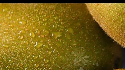 彩箱装[西沛生鲜]四川红心猕猴桃 12枚装(单果70-90g中果) 猕猴桃奇异果 四川红心猕猴桃晒单图