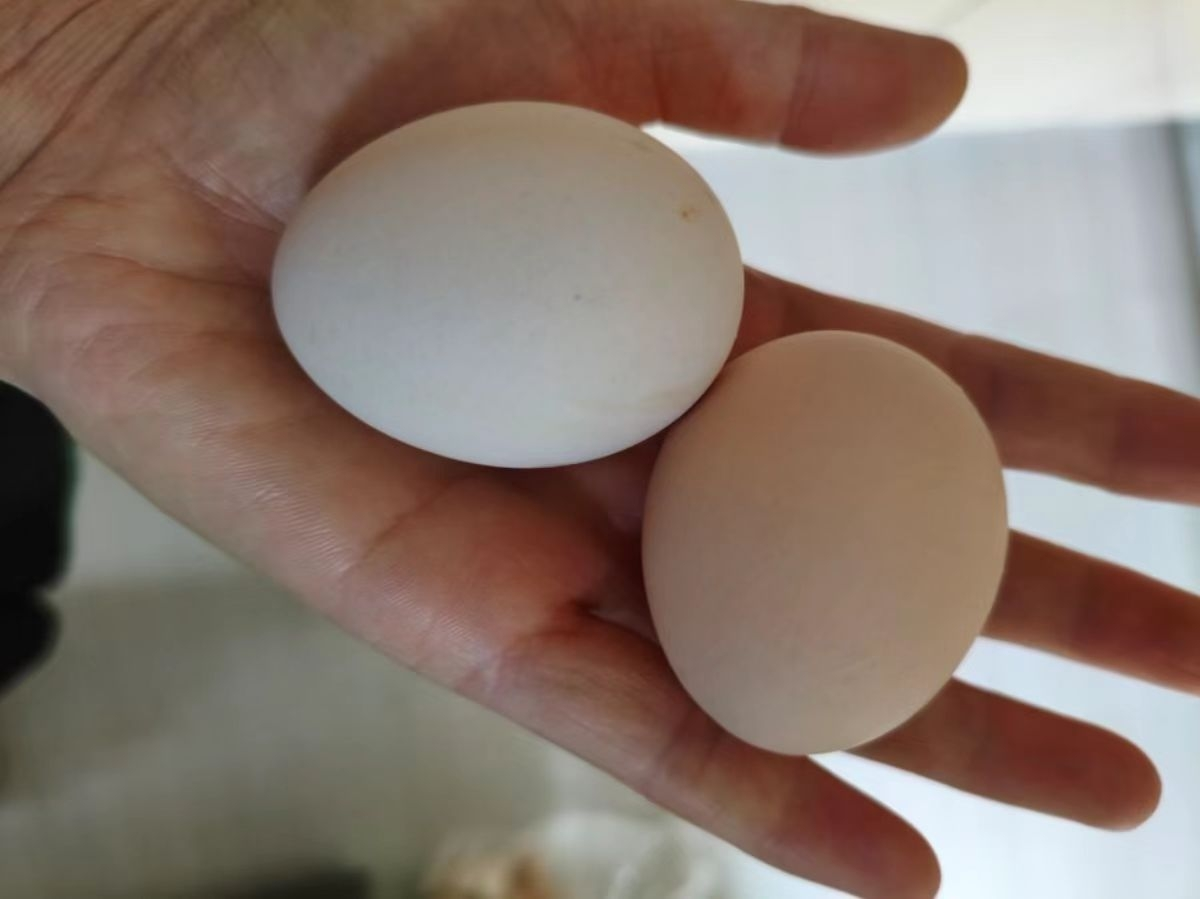 雀淘AA级新鲜土鸡蛋15枚装无沙门氏菌农家放养草鸡蛋营养早餐顺丰发货晒单图