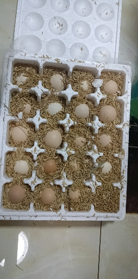 [西沛生鲜]新鲜谷物蛋 20枚装 农家散养新鲜正宗草鸡蛋笨柴鸡蛋孕妇月子蛋整箱晒单图