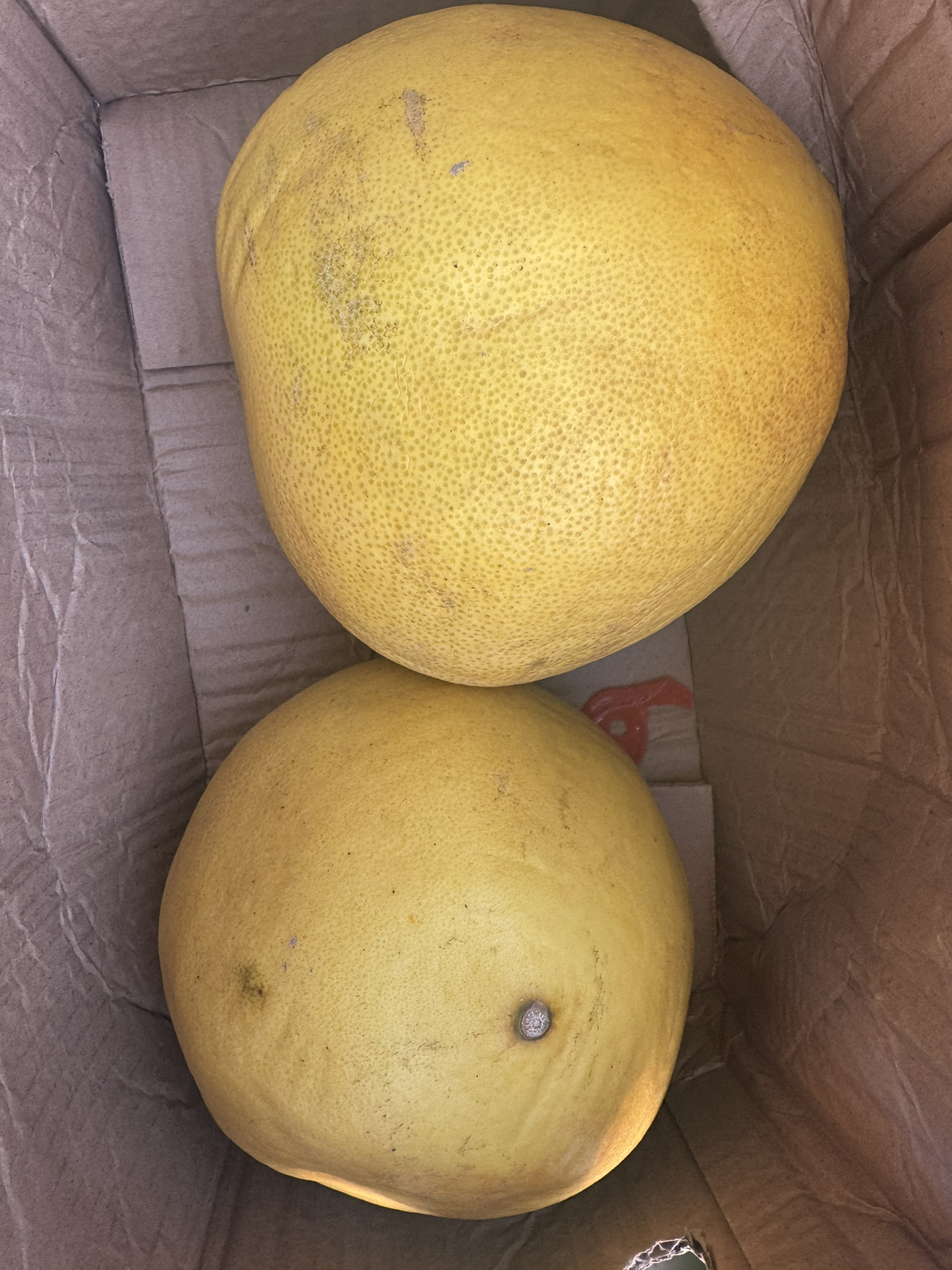 [苏鲜生]新鲜福建白心柚 送开果器 净重4.5斤 2个 中果 新鲜柚子水果 蜜柚晒单图