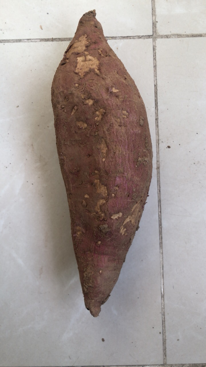 [西沛生鲜]陕西正宗板栗薯 净重4.5斤 大果 新鲜小香薯蜜薯桥头地瓜农家自种沙地板栗薯晒单图