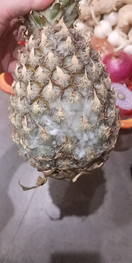 [西沛生鲜]云南牛奶凤梨 净重2.5斤 当季新鲜水果 酸甜多汁 产地精选晒单图