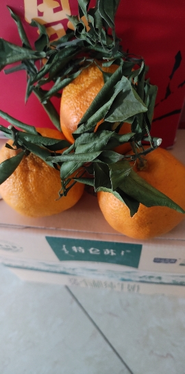 [熊猫鸟]四川新鲜耙耙柑 净重3斤 大果 单果75mm+ 产地精选 甜美多汁 坏果包赔晒单图