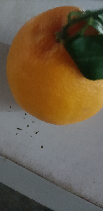 [熊猫鸟]四川新鲜耙耙柑 净重5斤 大果 单果75mm+ 产地精选 甜美多汁 坏果包赔晒单图