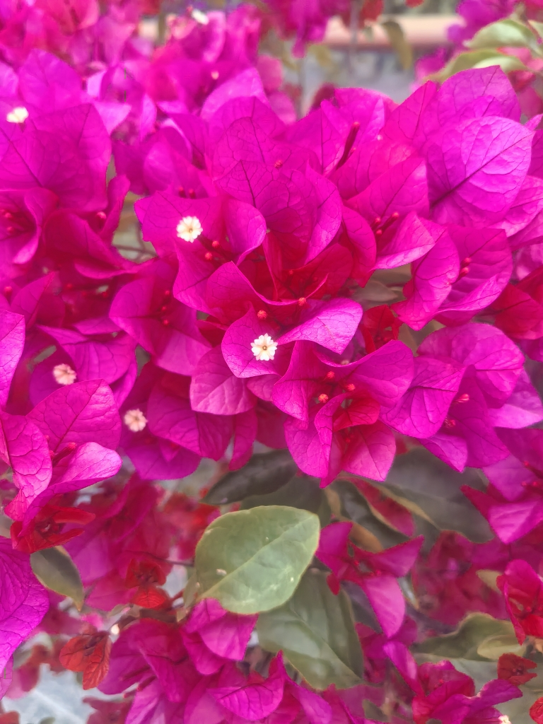 西圣新疆大红枣450克X3袋装骏枣红枣大枣天然甜润健康零食泡水煲汤枣子晒单图