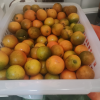 [苏鲜生]广西小金桔 5斤 中果 约45个/斤 新鲜水果脆甜滑皮冰糖金桔应当季水果晒单图