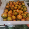 [苏鲜生]广西小金桔 5斤 中果 约45个/斤 新鲜水果脆甜滑皮冰糖金桔应当季水果晒单图