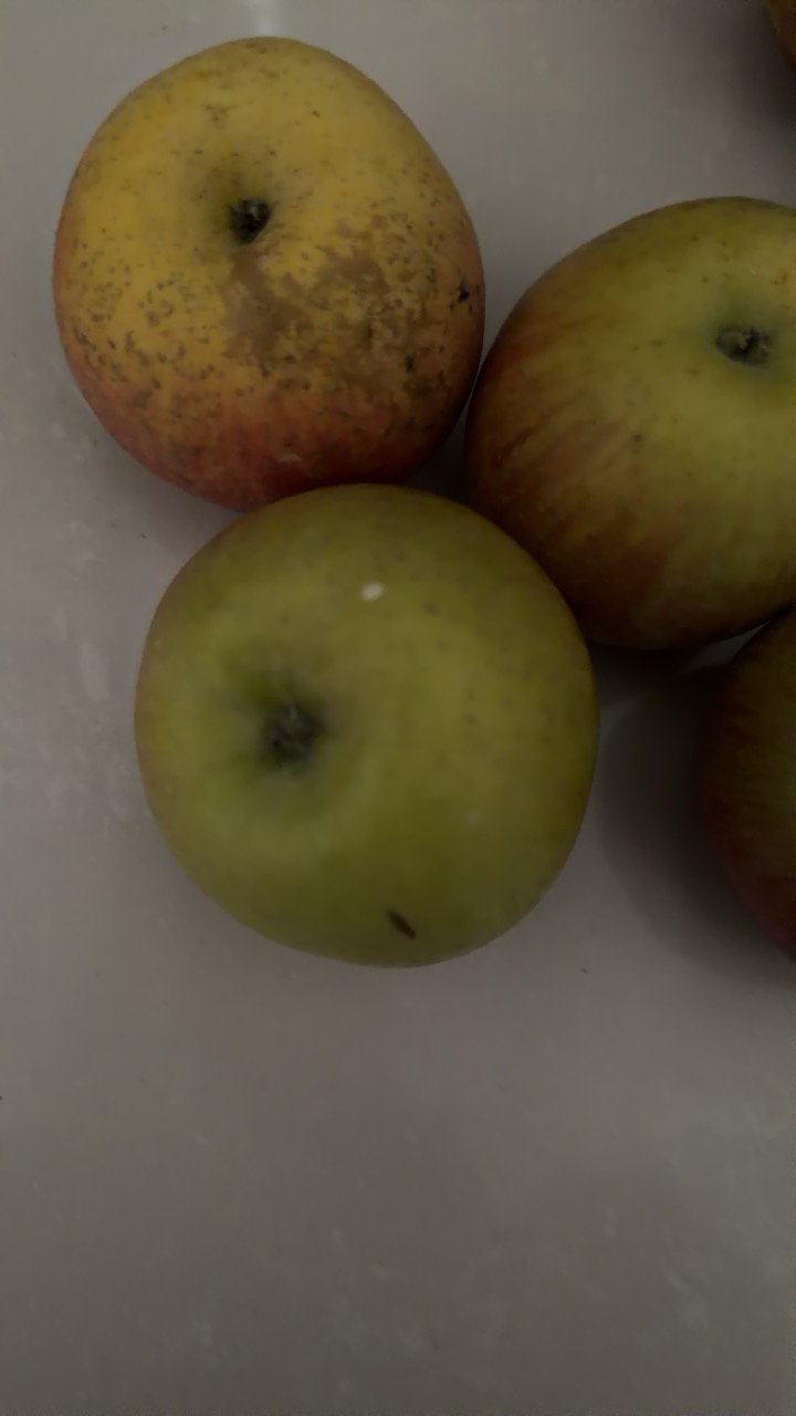 [熊猫鸟]四川凉山盐源丑苹果 净重3斤 中果 12个左右 箱装 当季 新鲜水果晒单图