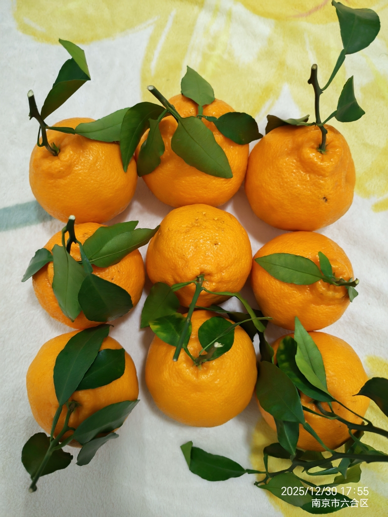 [熊猫鸟]四川不知火柑橘 净重5斤 中果 单果65mm+ 箱装 丑橘 橘子 新鲜应季水果晒单图