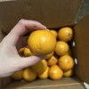 [西沛生鲜]广西皇帝柑 净重4.5斤 中果 单果55-60mm 新鲜时令水果当季整箱晒单图
