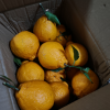 [苏鲜生]四川新鲜耙耙柑 净重9斤 大果 单果75mm+ 产地精选 甜美多汁晒单图