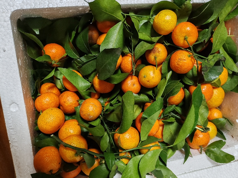 [西沛生鲜]广西砂糖橘新鲜水果 净重9斤 小果 单果25mm左右 当季整箱手撕沙糖桔晒单图