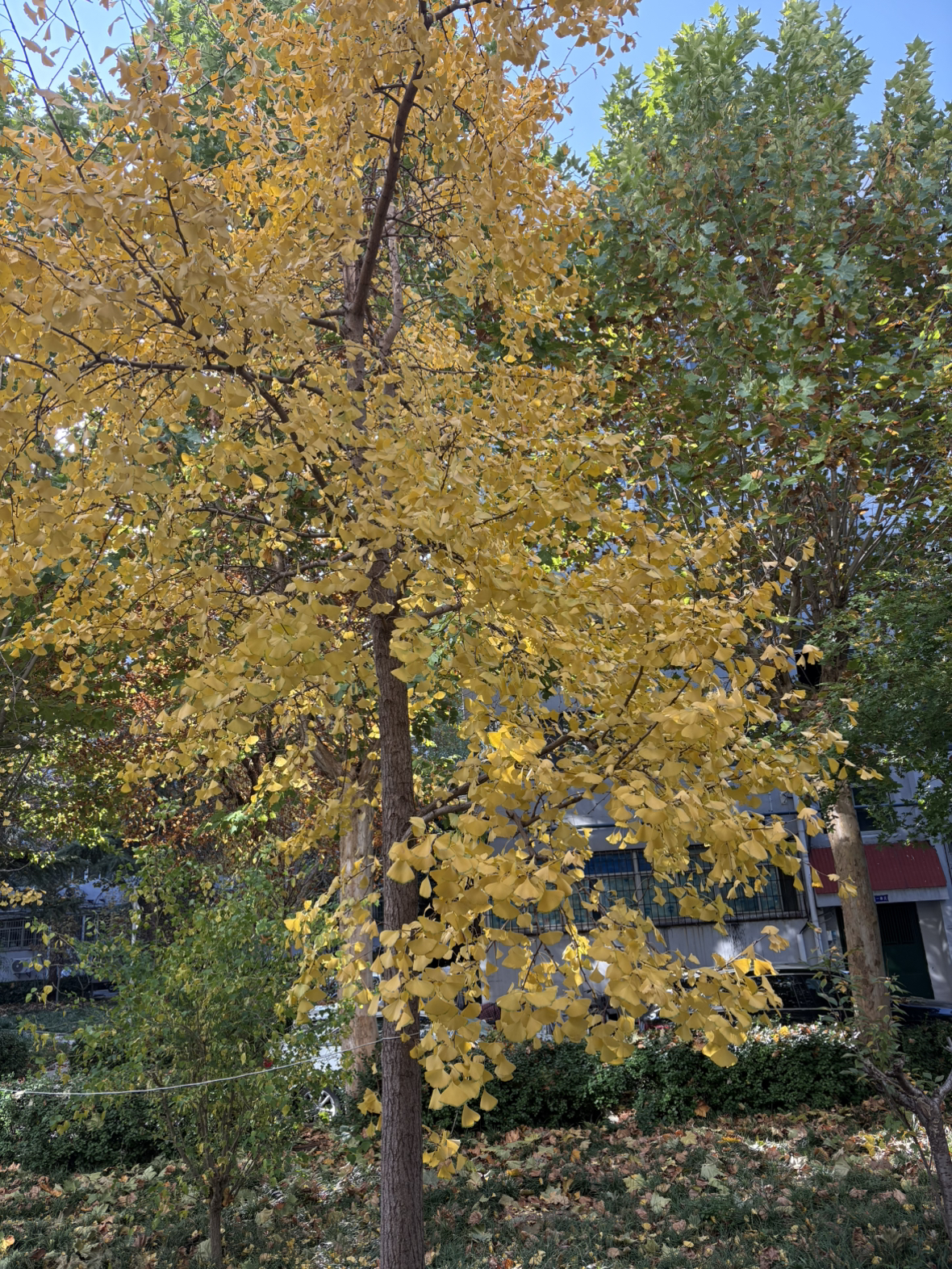 [熊猫鸟]四川凉山盐源丑苹果 净重5斤 大果 单果75-80mm 箱装 当季 新鲜水果晒单图