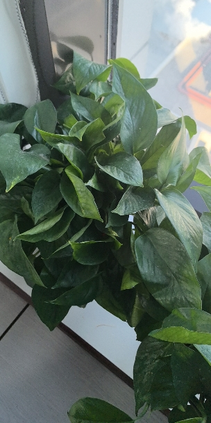 百晟长恒 BSCH-48 30cm宽*100m长 保鲜膜 (计价单位:个) 白色晒单图