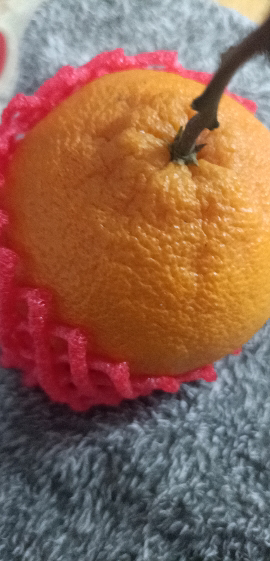 [西沛生鲜]四川新鲜不知火柑橘 净重5斤 单果75mm+ 产地精选坏果包赔晒单图