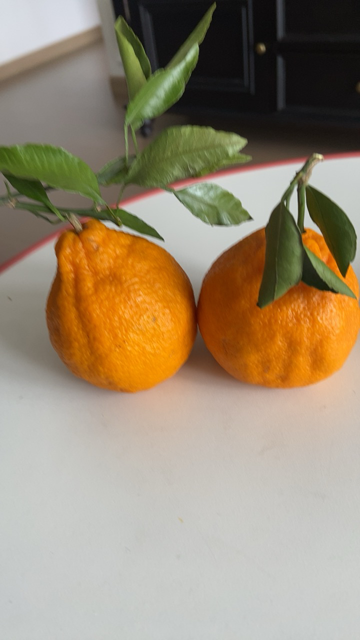 [熊猫鸟]四川不知火柑橘 净重5斤 单果75mm+ 箱装 丑橘 橘子 新鲜应季水果晒单图