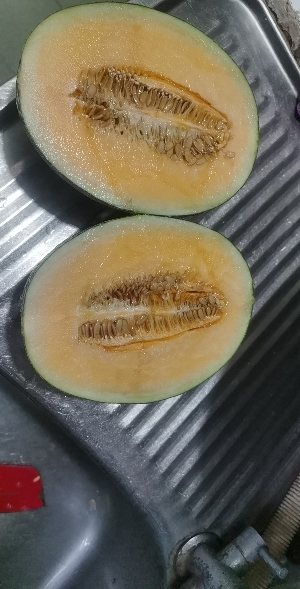 [熊猫鸟]新鲜哈密瓜 净重2.5斤 1个 应季水果 新鲜甜瓜 鲜果晒单图