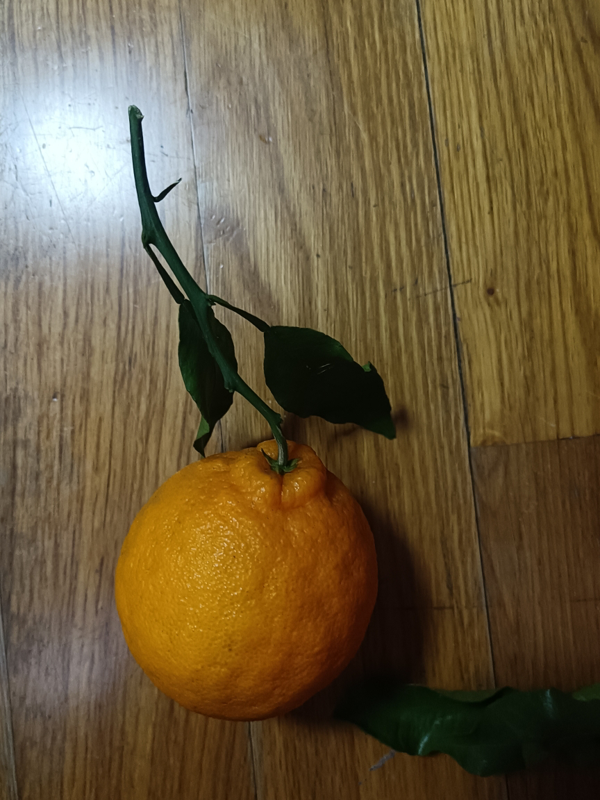 [熊猫鸟]四川不知火柑橘 净重5斤 单果65mm+ 箱装 丑橘 橘子 新鲜应季水果晒单图