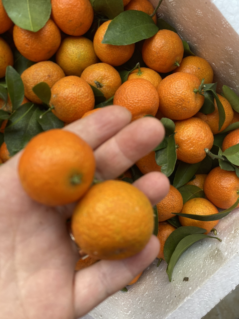 [苏鲜生]广西砂糖橘新鲜水果 净重9斤 中大果 单果35mm+ 当季整箱手撕沙糖桔晒单图