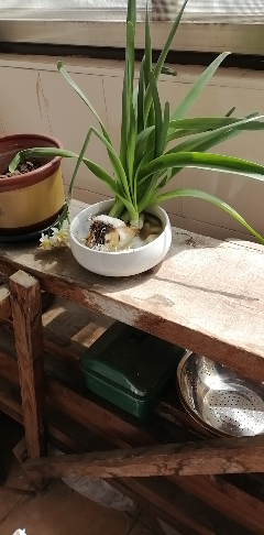 三维工匠水仙花盆无孔铜钱花盆白色碗莲盆睡莲水培花盆多肉拼盘花盆陶瓷 鸟语花香口径18.5 18-19CM花盆容器晒单图