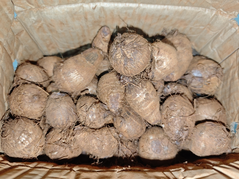 [西沛生鲜]云南牛奶小芋头 净重5斤 单果30-60g晒单图