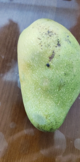 鲜贝达海南一级贵妃芒果 5斤装单果100g以上 新鲜水果晒单图