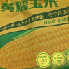 十月稻田黄糯玉米 3.52斤(220g*8根) 东北玉米棒甜糯低脂新鲜真空装早餐苞米晒单图