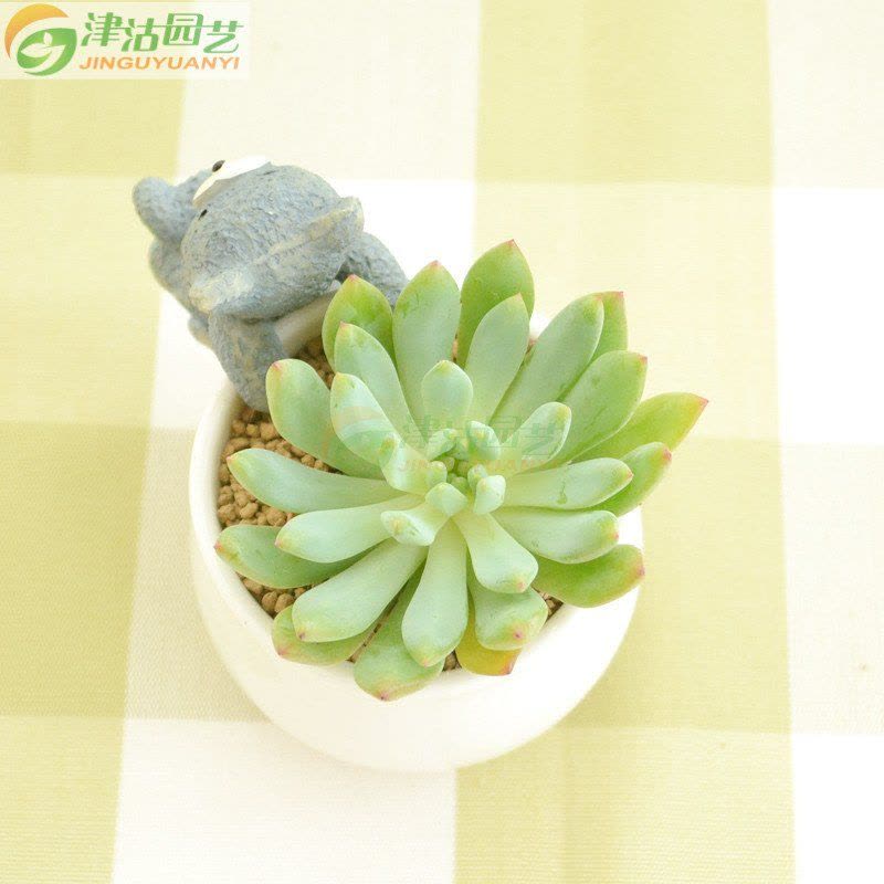 津沽园艺 多肉植物 蓝精灵 蓝苹果 蓝孔雀易栽(单株苗,不带盆)图片