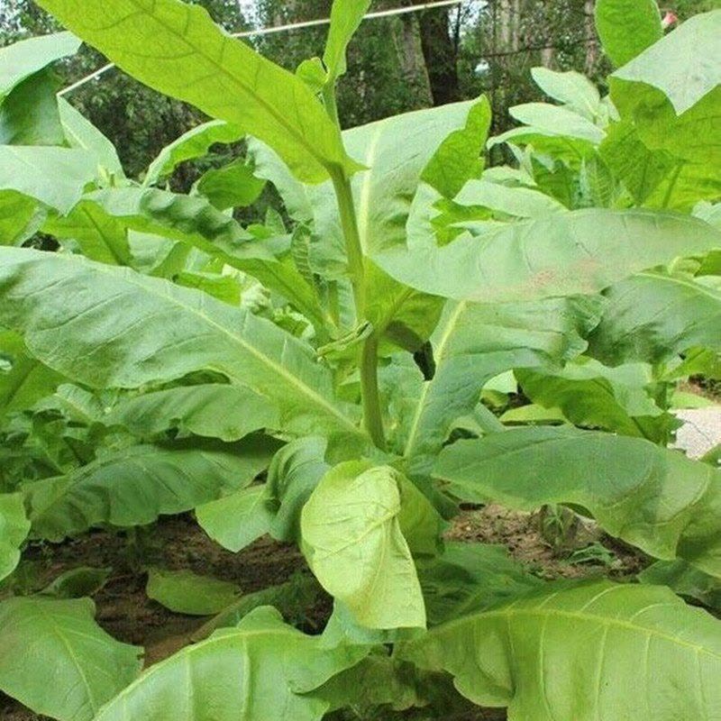 我要发芽 烟草种子 旱烟种子 中熟精品烟叶种子 味香淳 30粒/包图片
