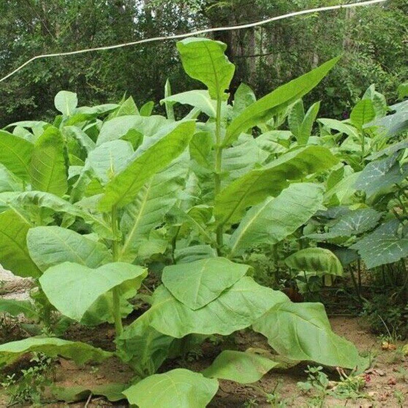 我要发芽 烟草种子 旱烟种子 中熟精品烟叶种子 味香淳 30粒/包图片