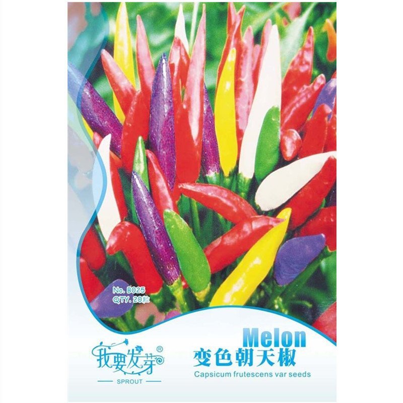 我要发芽 蔬菜种子 变色朝天椒种子 早熟辣椒可食用辣味浓 鲜艳美观 又适于熟食 20粒/包