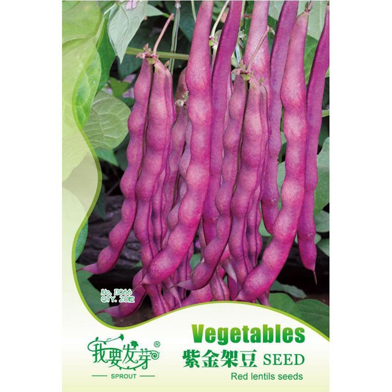 我要发芽 蔬菜种子 紫金架豆种子 紫色四季豆 豆角 耐寒 20粒/包