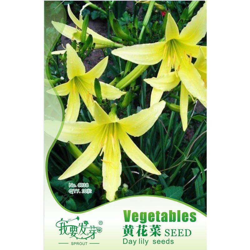 我要发芽 蔬菜种子 黄花菜种子 耐旱多年生金针菜 营养高 10粒/包